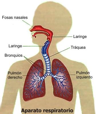 El aparato respiratorio humano y sus partes, Cómo esta ...