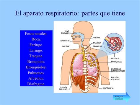 El aparato respiratorio   ppt descargar