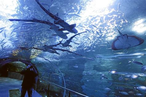 El Aquarium donostiarra vive el  mejor arranque  de Semana ...