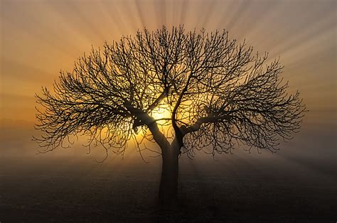 El árbol de la vida... Imagen & Foto | emociones, especial ...