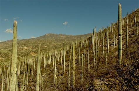 El ÁRBOL DEL LAUREL, APOLO Y DAFNE, MITOS Y LEYENDAS ...