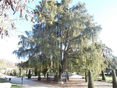 El árbol más antiguo de Madrid   Mirador Madrid