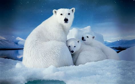 El Ártico es mucho más que osos polares