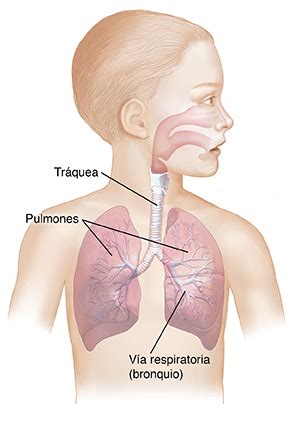 El asma y su hijo: qué sucede en los pulmones