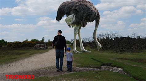 El ave mas grande del mundo: Las aves mas grandes del ...