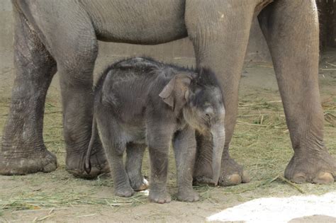 El bebé elefante Buba, estrella indiscutible del Zoo ...