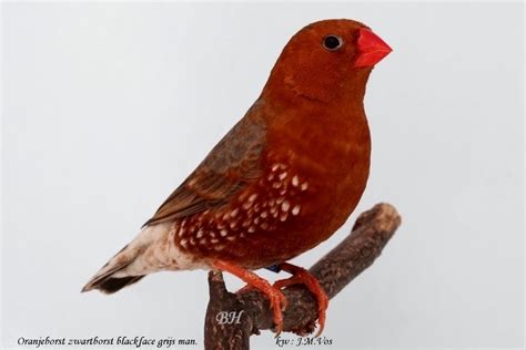 El Blog de LariSsa: Pájaros Exóticos.