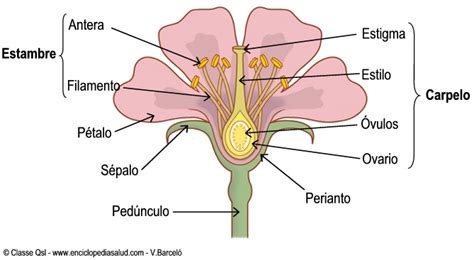 El blog de Meri II: ¡Aprendemos las partes de una flor!