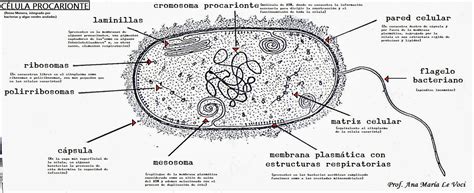 El blog del CENS 57: Células Procariotas Eucariotas
