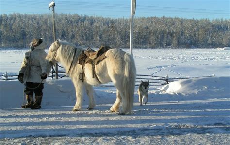 El caballo que resiste los  70º C de Siberia | Ciencia ...