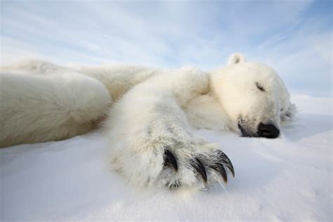 El cambio climático y los osos polares en fotografías