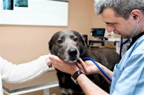 El cáncer de hueso en los perros   Síntomas y tratamiento
