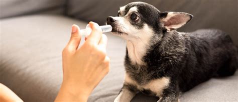El cáncer en los perros: conoce los síntomas