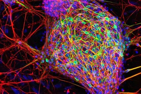 El carbono 14 confirma que las neuronas se renuevan ...