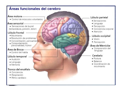 El cerebro adicto: El cerebro es responsable de tu cuerpo ...