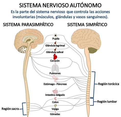 El Cerebro de Niños y Adolescentes: El Sistema Nervioso ...