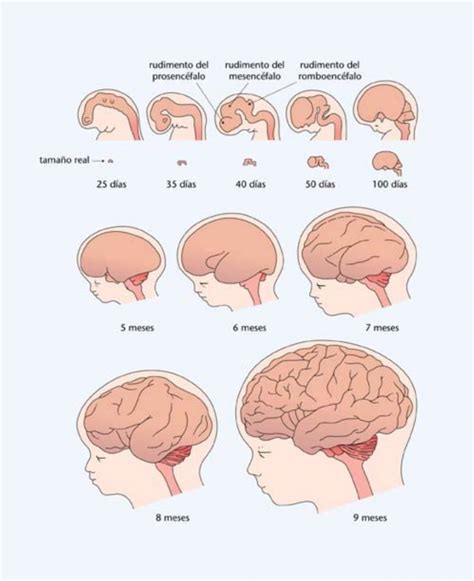 El cerebro del niño  I : apego y trauma   Psicología + fácil