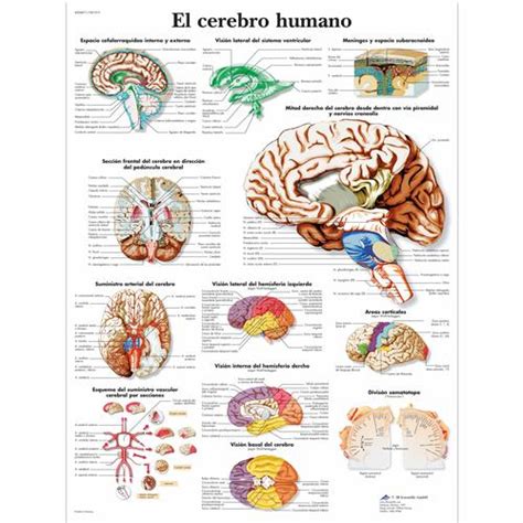 El cerebro humano   4006871   VR3615UU   Brain and Nervous ...
