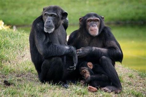 El chimpancé   Características, qué comen, hábitat y ...