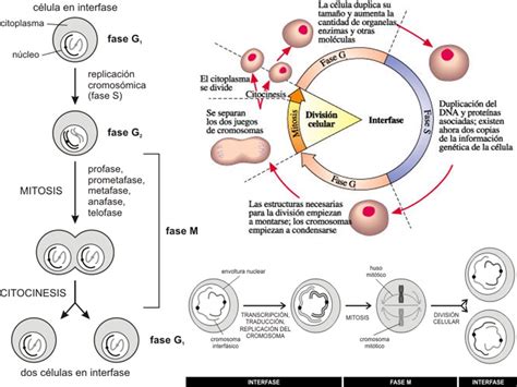 El ciclo celular | Cáncer y Genética