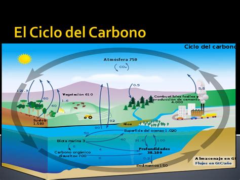 El Ciclo del Carbono. ppt video online descargar