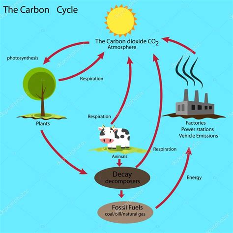 El ciclo del carbono — Vector de stock #89765966