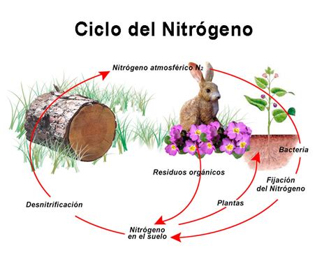 El Ciclo Del Nitrógeno   Agronomia Para todos