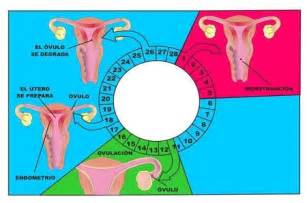 El ciclo menstrual en la mujer: cuáles son los días de ...