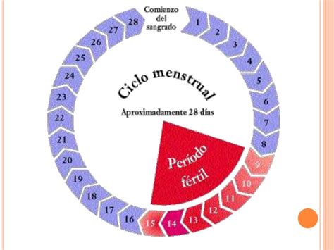 El ciclo menstrual femenino