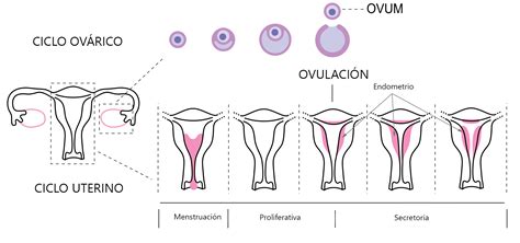 El ciclo menstrual