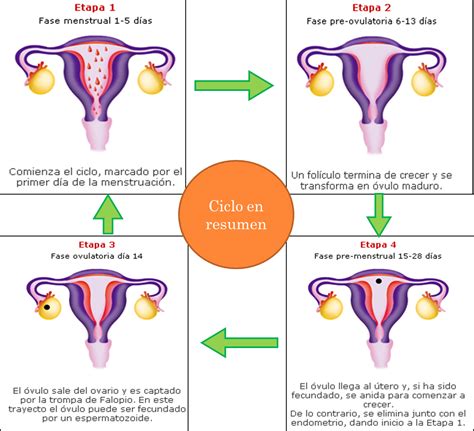 El ciclo menstrual on emaze