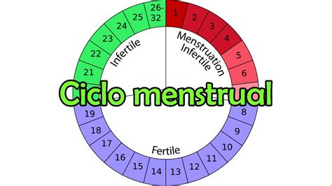 El ciclo menstrual   YouTube