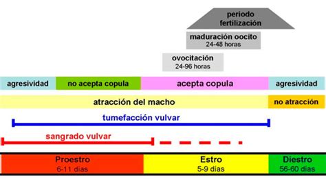 El ciclo sexual de la perra y la llegada a la pubertad ...