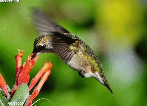 El colibrí, rol esencial en la cosmogonía prehispánica ...