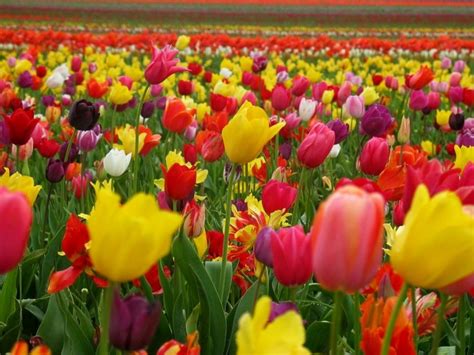 El color de los tulipanes y su significado