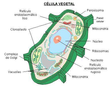 el concepto de la celula vegetal