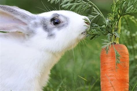 El conejo   Características, alimentación, razas y ...