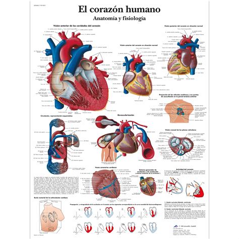 El corazón humano   Anatomía y fisiología   1001853   3B ...