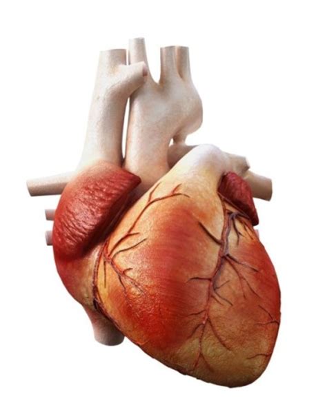 El corazón, su anatomía, funciones y principales enfermedades