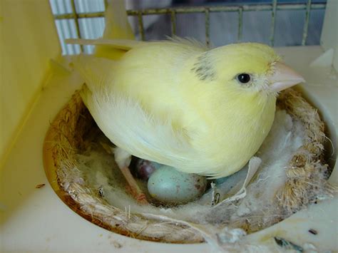 El cortejo y cría del canario | Mascotas