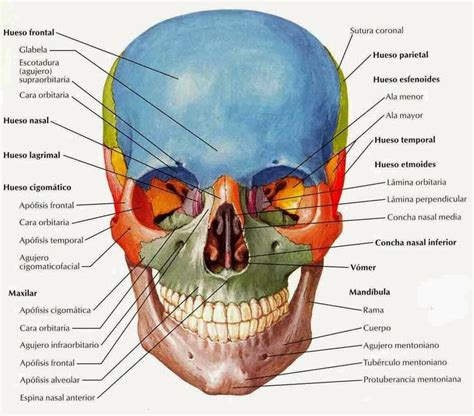 EL CRÁNEO HUMANO | Anatomía Artistas  Cara  | Pinterest
