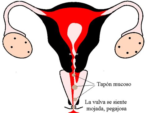 El Cuerpo Humano: ciclo menstrual