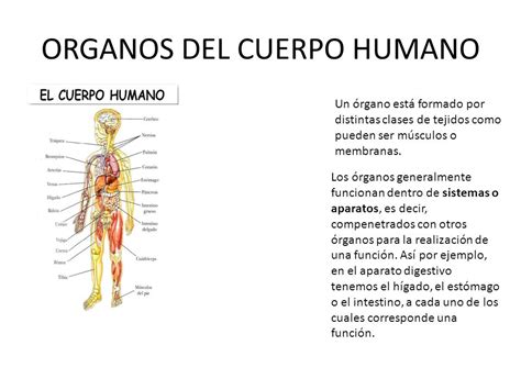EL CUERPO HUMANO El cuerpo humano posee unos cincuenta ...