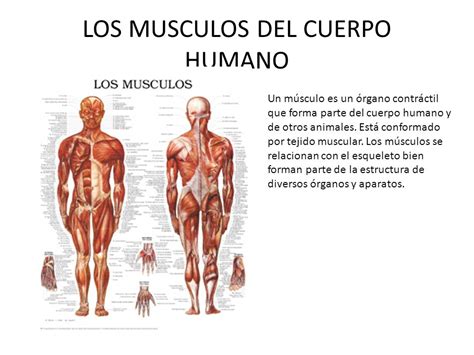 EL CUERPO HUMANO El cuerpo humano posee unos cincuenta ...