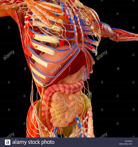 El cuerpo humano, el sistema muscular, sistema digestivo ...