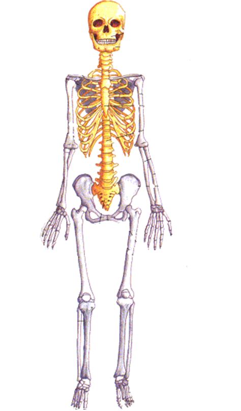 El cuerpo humano.: Esqueleto Apendicular y Axial.