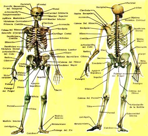 El cuerpo humano: Huesos y Músculos. Juegos y recursos ...