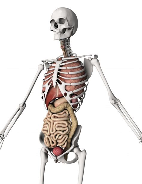 El cuerpo humano, huesos y órganos | Descargar Fotos gratis
