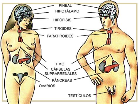 El Cuerpo Humano: Las glándulas