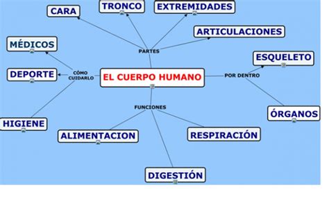 EL CUERPO HUMANO   Mapas conceptuales